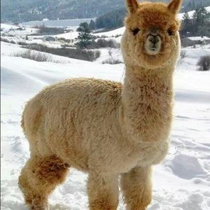 Meet your Posher, Jadie